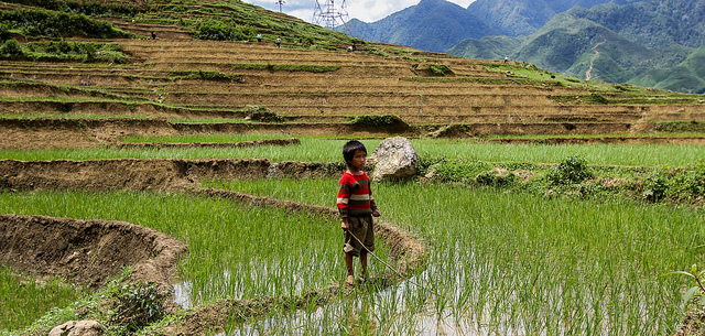 india rice field